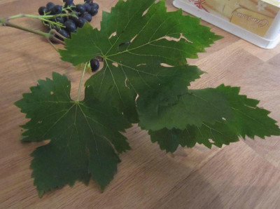 wein2.jpg