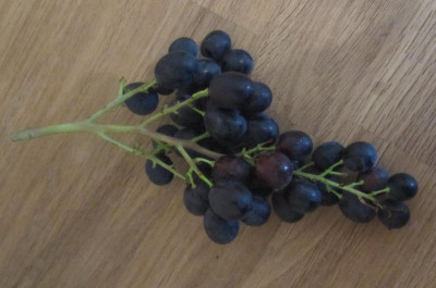 wein3.jpg