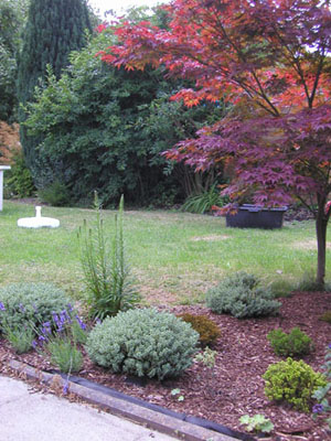 Garten_Juli_06_003.jpg