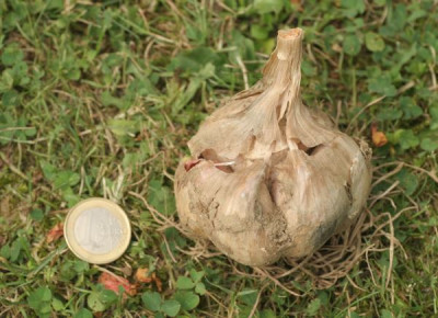 knoblauch_4050.jpg