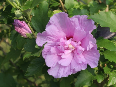 hibiscus_syriacus_lavender_chiffon_4033.jpg