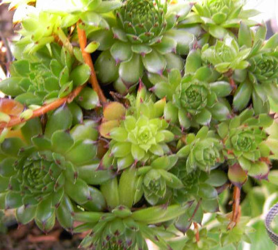 29.7.06._Sempervivum_Reinhard_007.JPG