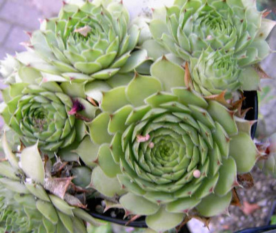 29.7.06._Sempervivum_Limelight_009.JPG