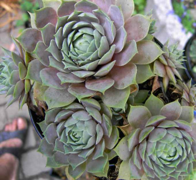 29.7.06._Sempervivum_Lilac_Time_002.JPG