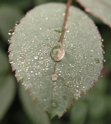 Rosa-glauca-Morgentau.jpg