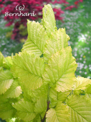 Ulmus_hollandica_wredei_1.jpg