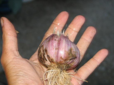 knobihand.jpg