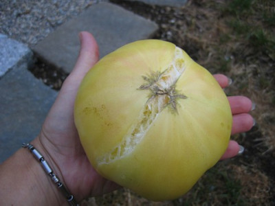 Big-white-pink-striped.JPG
