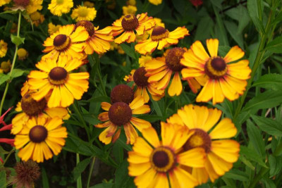 2015_0824EndeAugust0041.JPG