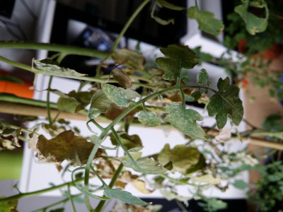 20150825_151232[1].jpg