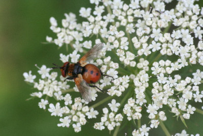Raupenfliege-Juli06-02.jpg