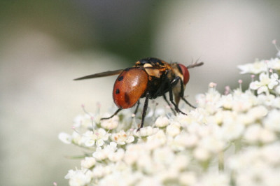 Raupenfliege-Juli06-03.jpg