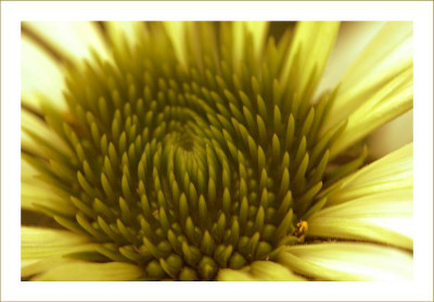 Echinacea_1_29-07-2006.jpg