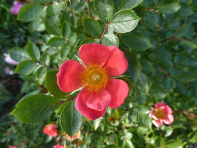 Rosa_SA1.jpg