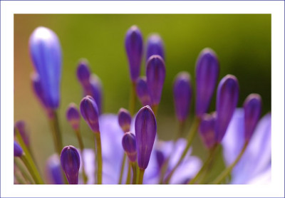 Agapanthus_1_29-07-2006.jpg