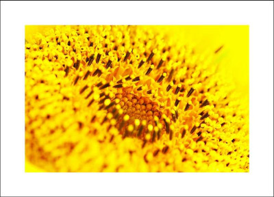 Sonnenblume_1_29-07-2006.jpg