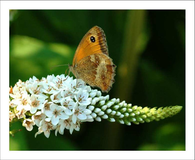Schmetterling_1_29-07-2006.jpg