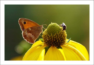 Schmetterling_2_29-07-2006.jpg