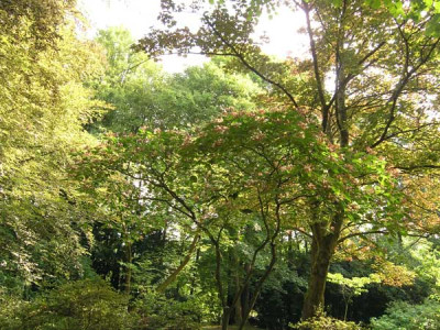 Clerodendrum_im_Park_k.jpg