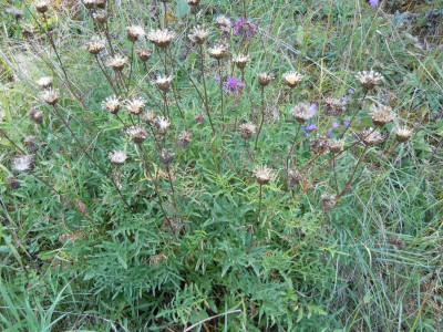 Tomaten, Homburg, Gartenbilder 220815 024.JPG