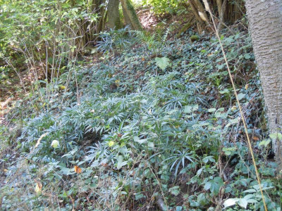 Tomaten, Homburg, Gartenbilder 220815 018.JPG