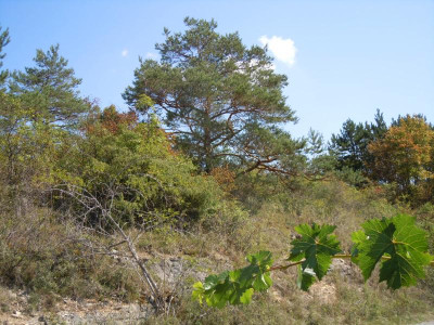 Tomaten, Homburg, Gartenbilder 220815 022.JPG