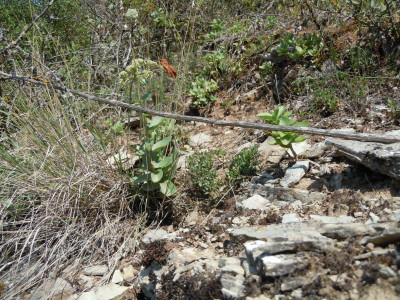 Tomaten, Homburg, Gartenbilder 220815 020.JPG