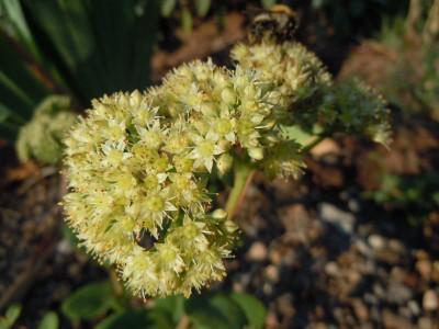 Tomaten, Homburg, Gartenbilder 220815 031.JPG