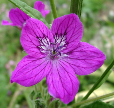 06130040_eErodium_manescavii.JPG
