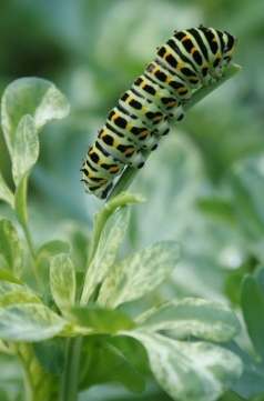 ruta_graveolens_variegata.JPG