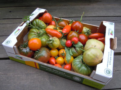 Tomaten, Homburg, Gartenbilder 220815 001.JPG