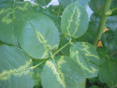 Rose_Blaetter_06.jpg