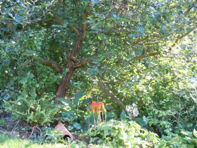 Tomaten, Homburg, Gartenbilder 220815 038.JPG