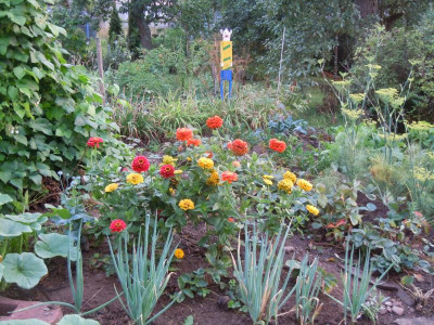 Tomaten, Homburg, Gartenbilder 220815 013.JPG
