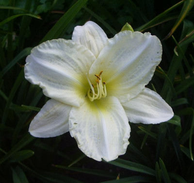 White Temptation.jpg