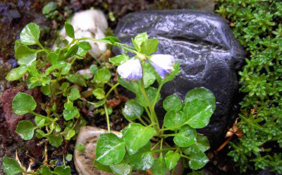 30.7.06._Campanula_x_haylodgensis_Plena__001.JPG