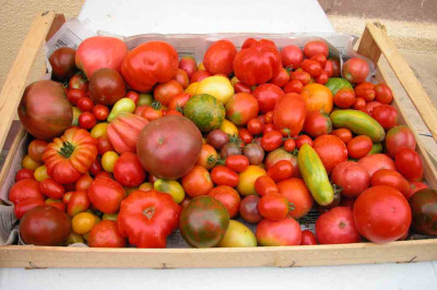 tomaten-1.jpg