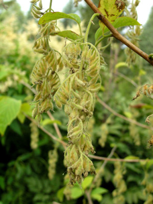 Pterostyrax-hispida-Samenstand_k.jpg