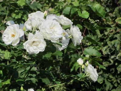 Schneewittchen IMG_6543.jpg