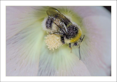 Hummel_1_29-07-2006.jpg