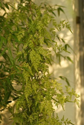 DSC06038.JPG