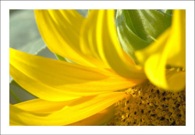 Sonnenblume_2_29-07-2006.jpg