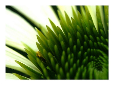 Echinacea_2_29-07-2006.jpg