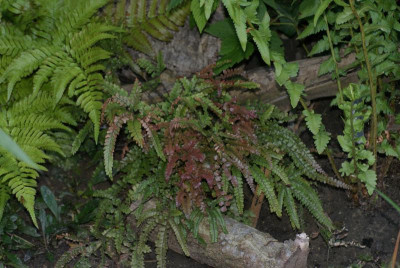DSC05777.JPG