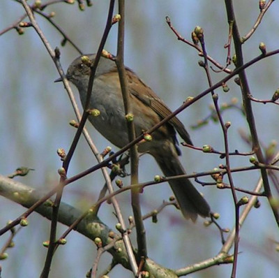 PrunellaModularis-Heckenbraunelle08.jpg