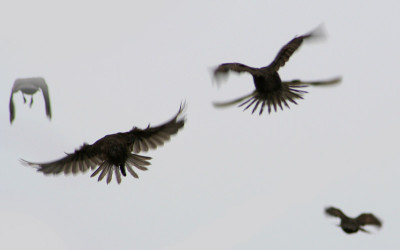 Flugstudien-1.jpg