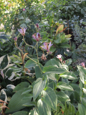 DSCN8130_894.JPG