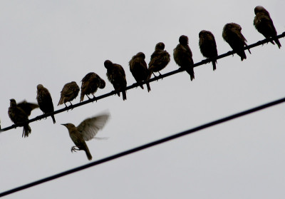 Vogel-auf-Strommasten-2.jpg