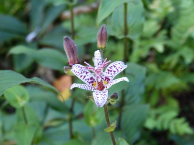 2015-08-26 Tricyrtis 1.jpg