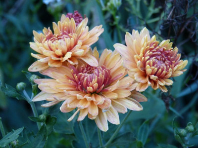 2015-08-26 Chrysanthemum 'Rehauge'.jpg